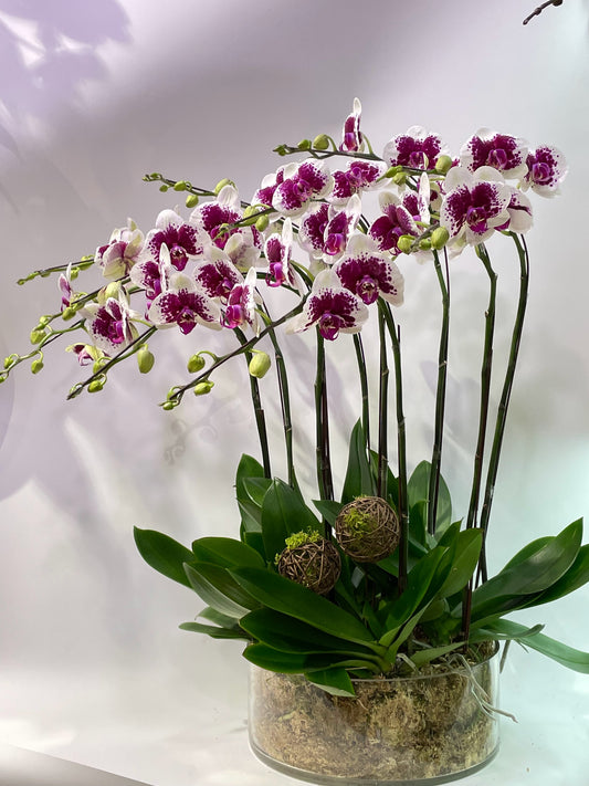 CO 1053 大蝴蝶蘭