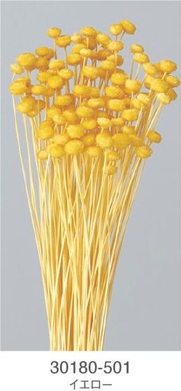 EarthMatters 30180-501迷你鈕扣菊永生花材