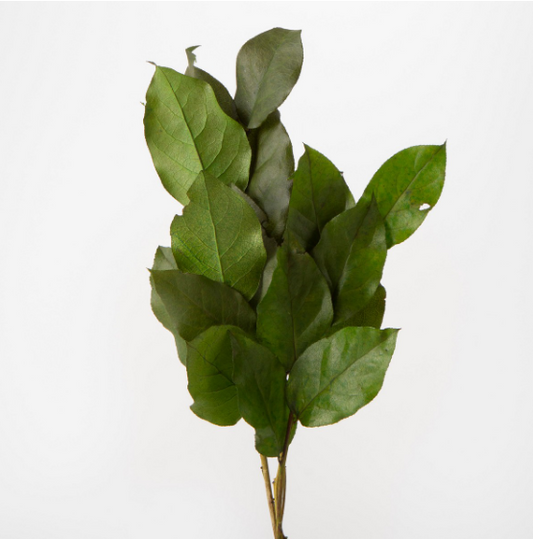 EarthMatters 01860-700檸檬葉永生葉材