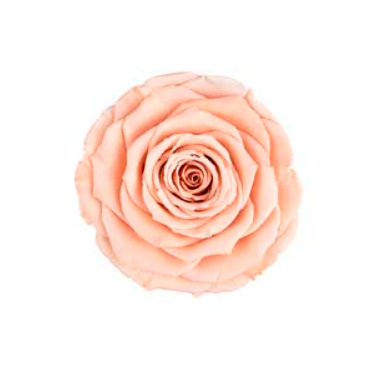 RoseAmor XLPEA-01玫瑰永生花花材