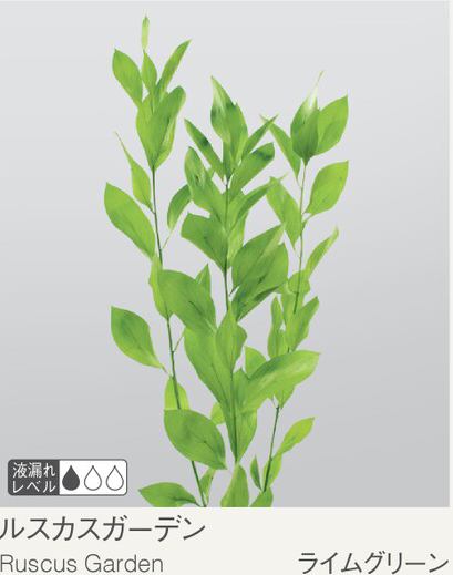 EarthMatters 03950-700大葉假葉樹永生葉材