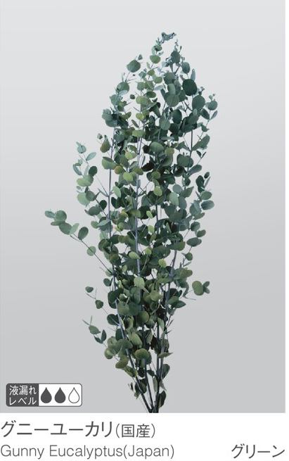 EarthMatters 02295-700尤加利葉永生葉材