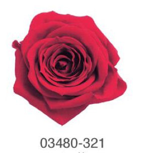 EarthMatters 0348-0-321玫瑰永生花花材