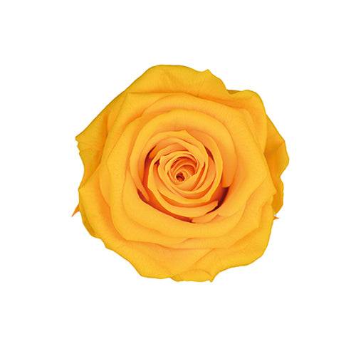 Florever FL0300-17玫瑰永生花花材