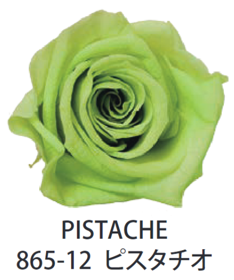 Primavera 86512玫瑰永生花花材