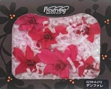 EarthMatters 0239-0-272石斛蘭永生花花材