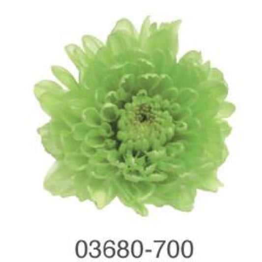 EarthMatters 0368-0-700菊花永生花花材