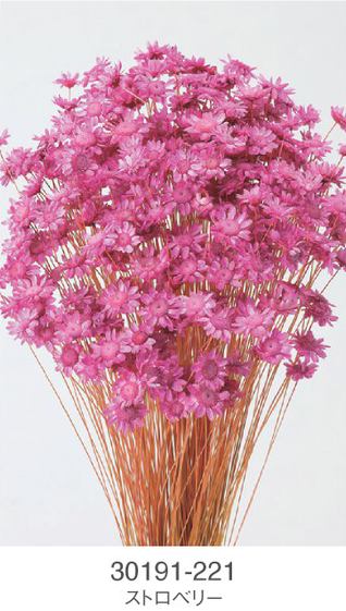 EarthMatters 30191-221星花永生花材