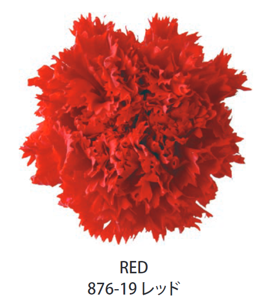 Primavera 87619康乃馨永生花花材