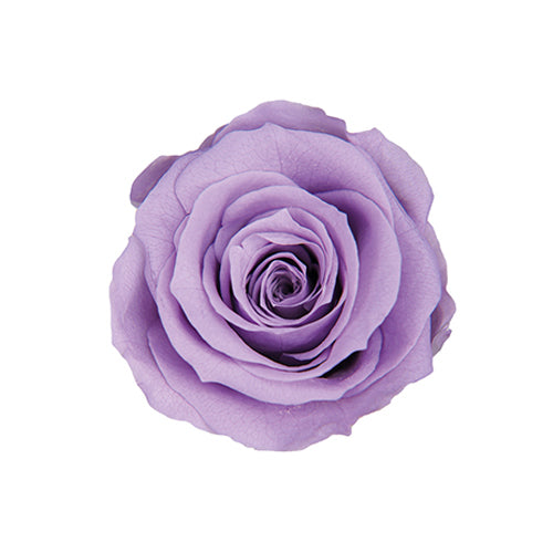 Florever FL0300-43玫瑰永生花花材