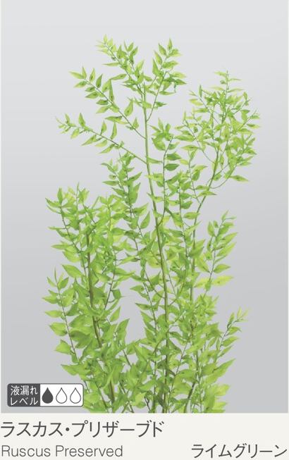 EarthMatters 03560-721假葉樹 永生葉材