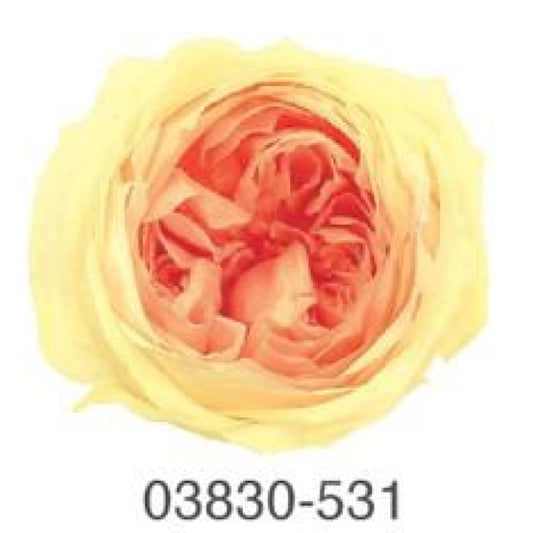 EarthMatters 0383-0-531庭園玫瑰永生花花材