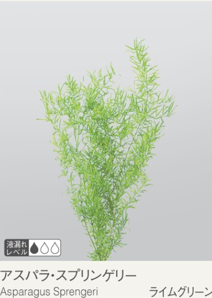 EarthMatters 01080-721蘆筍葉永生葉材