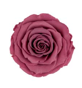 RoseAmor LVIO-02玫瑰永生花花材