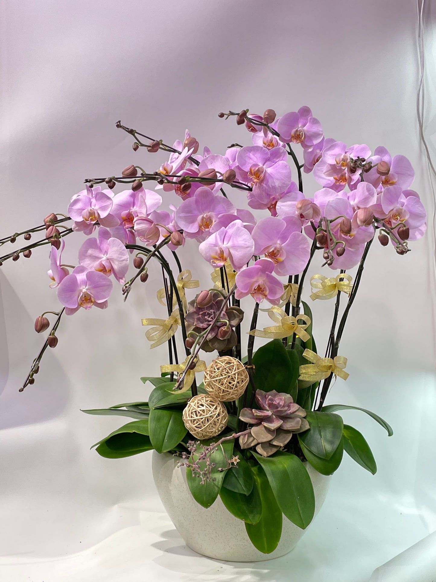 CO 1016 大蝴蝶蘭