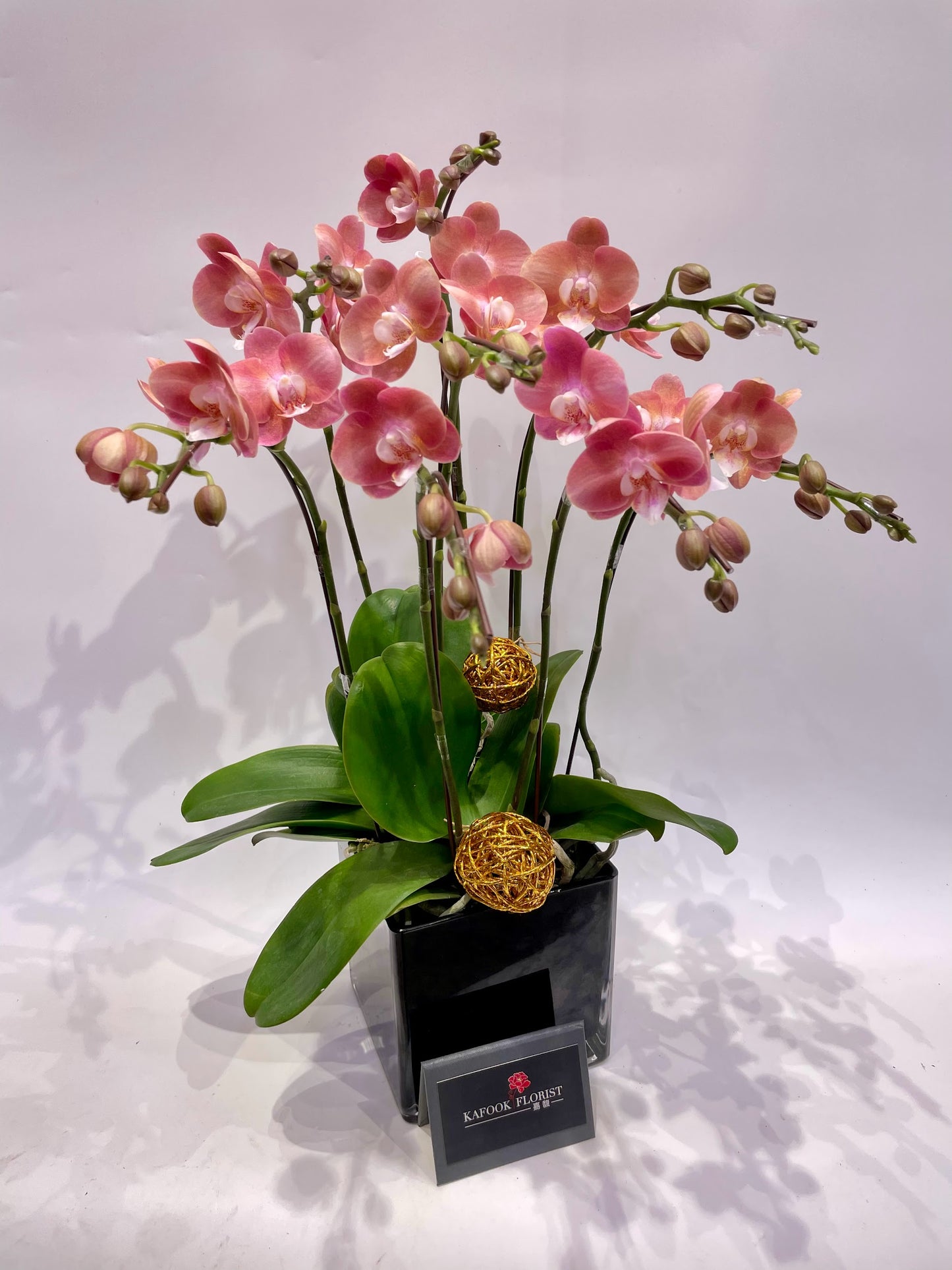 CO 1022 大染色蝴蝶蘭