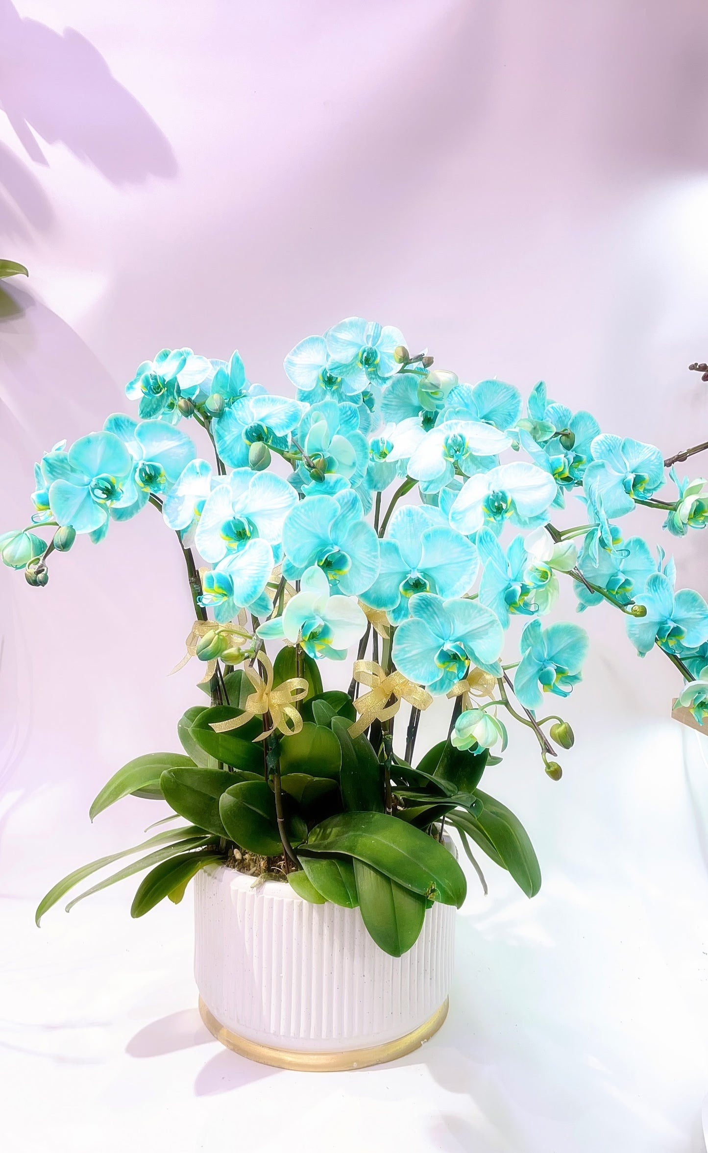 CO 1023 大染色蝴蝶蘭