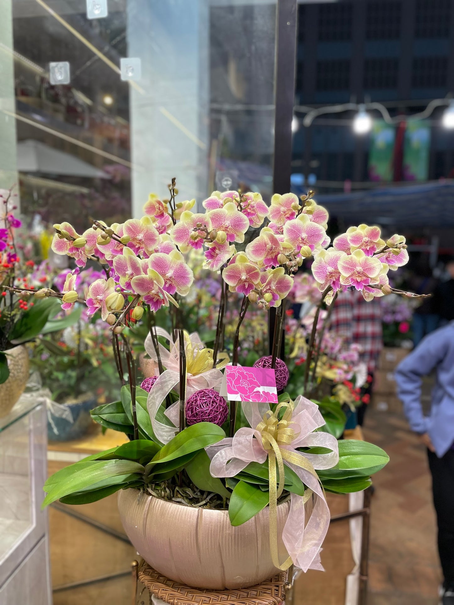 CO 1038 小蝴蝶蘭