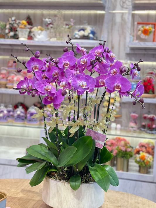 CO 1040 大蝴蝶蘭