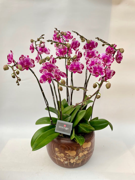 CO 1043 大蝴蝶蘭