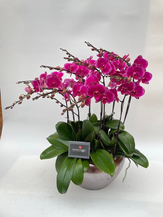 CO 1044 大蝴蝶蘭