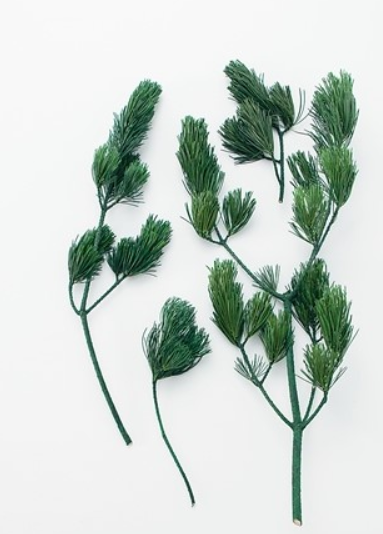 EarthMatters 03600-730五針松永生葉材