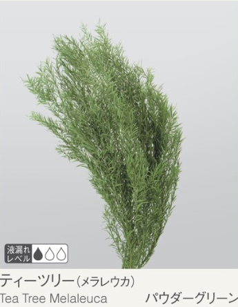 EarthMatters 01250-732澳洲茶樹永生葉材