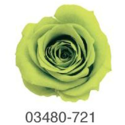 EarthMatters 0348-0-721玫瑰永生花花材