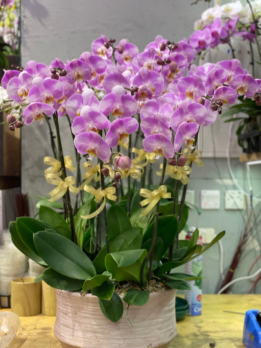 CO 1033 大蝴蝶蘭