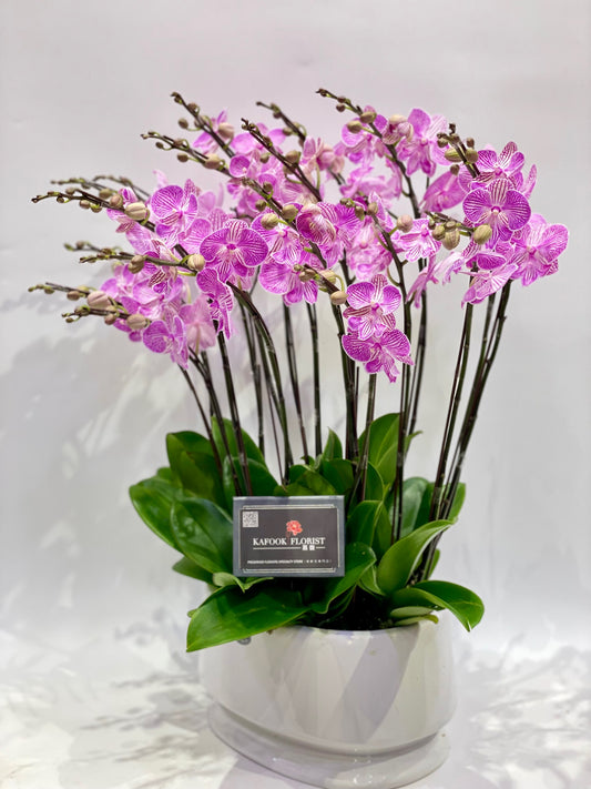 CO 1045 大蝴蝶蘭