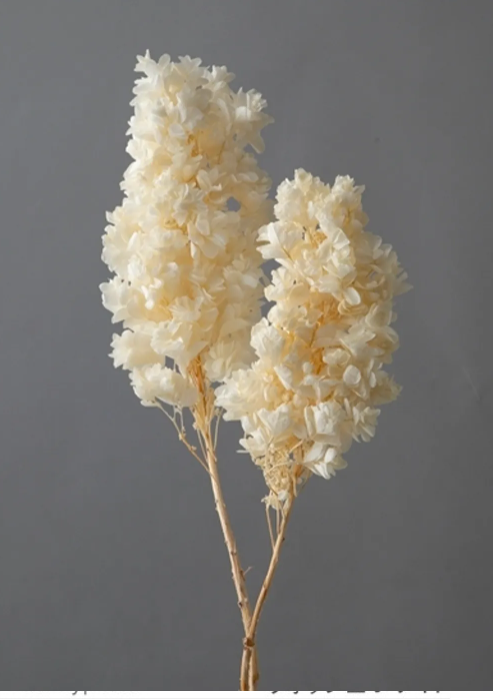 EarthMatters 01076-011重瓣繡球花永生花材