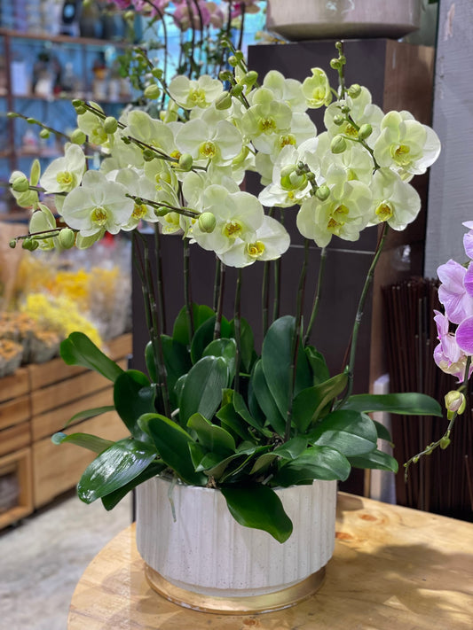 CO 1041 大蝴蝶蘭