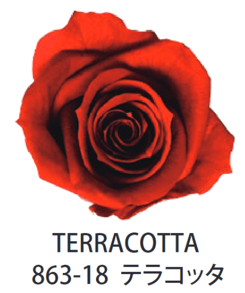 Primavera 86318玫瑰永生花花材