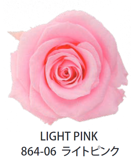 Primavera 86406玫瑰永生花花材