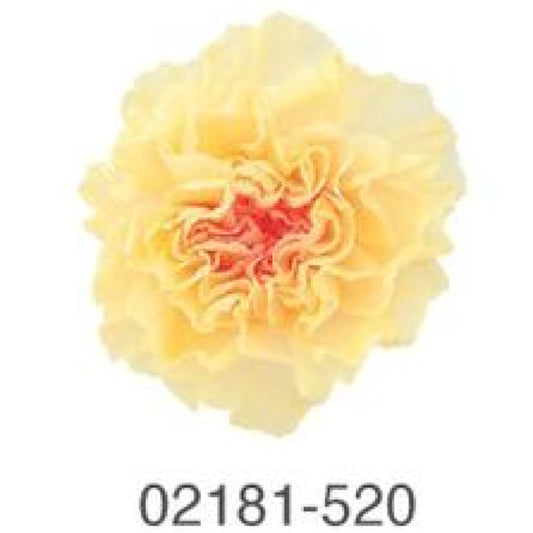 EarthMatters 0218-1-520康乃馨永生花花材