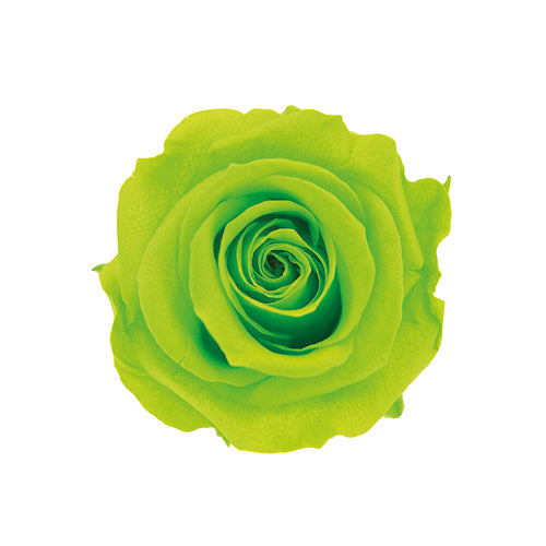 Florever FL0300-76玫瑰永生花花材