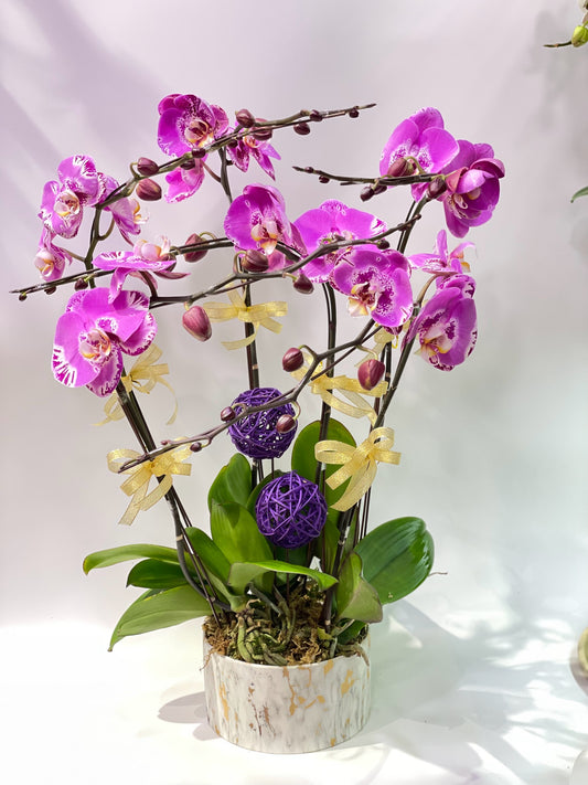 CO 1055 大蝴蝶蘭