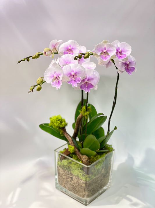 CO 1056 小蝴蝶蘭