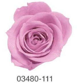 EarthMatters 0348-0-111玫瑰永生花花材