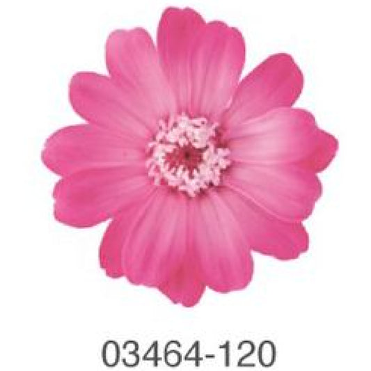 EarthMatters 0346-4-120百日菊永生花花材