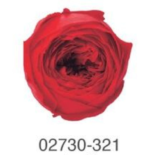 EarthMatters 0273-0-321庭園玫瑰永生花花材