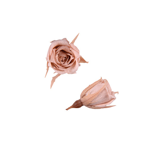 Florever FL060-55小玫瑰永生花花材