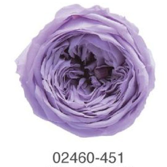 EarthMatters 0246-0-451庭園玫瑰永生花花材