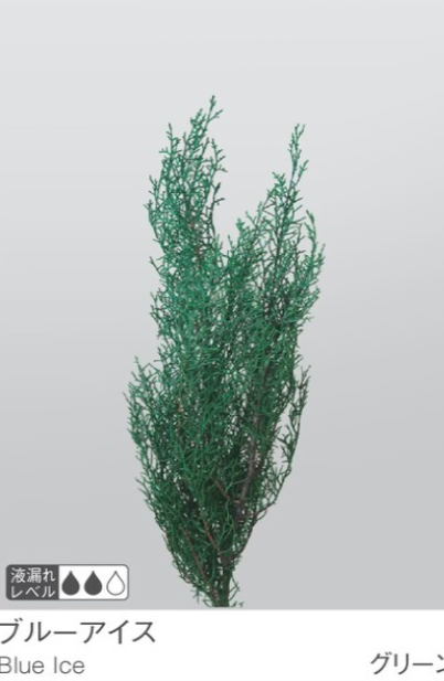 EarthMatters 01260-700藍冰柏永生葉材