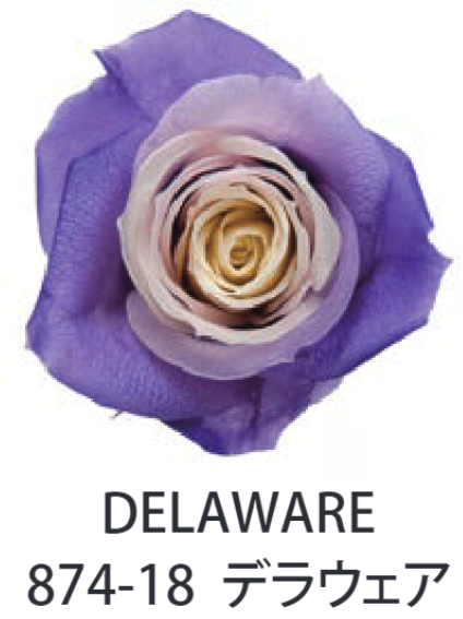 Primavera 87418玫瑰永生花花材