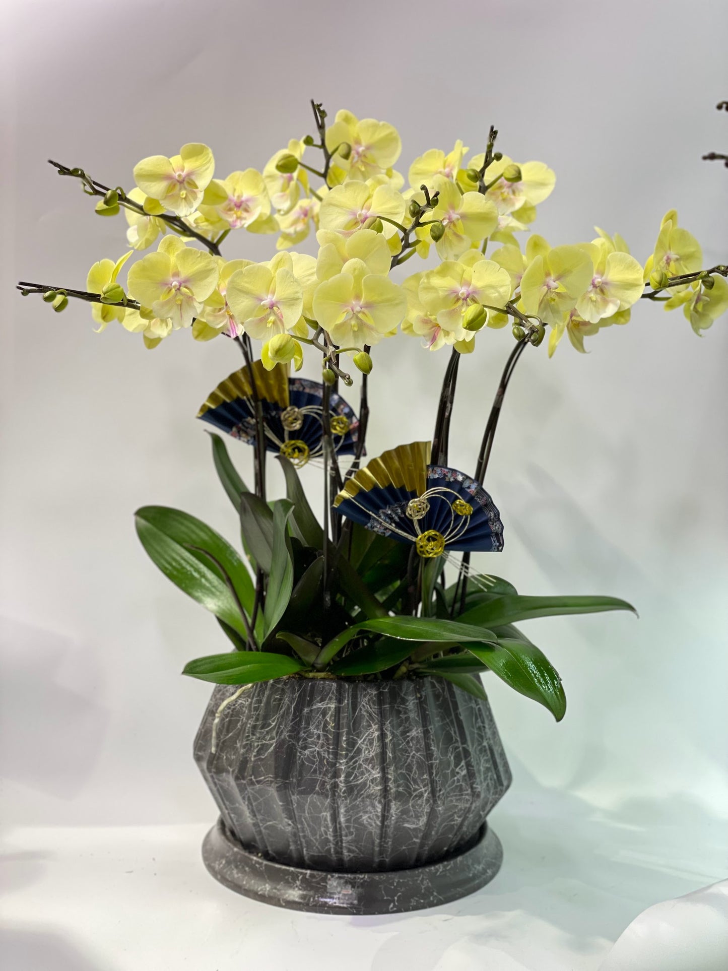 CO 1019 大蝴蝶蘭