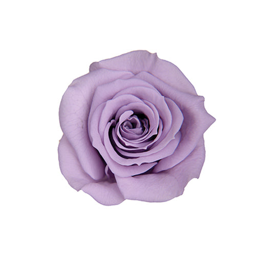 Florever FL070-43玫瑰永生花花材