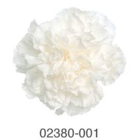 EarthMatters 0238-0-001康乃馨永生花花材