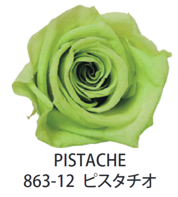 Primavera 86312玫瑰永生花花材