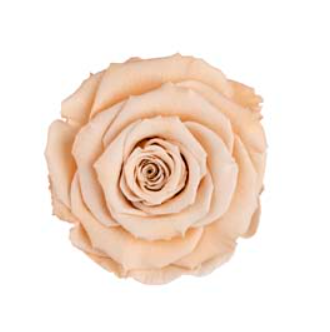 RoseAmor XLCHA-01玫瑰永生花花材